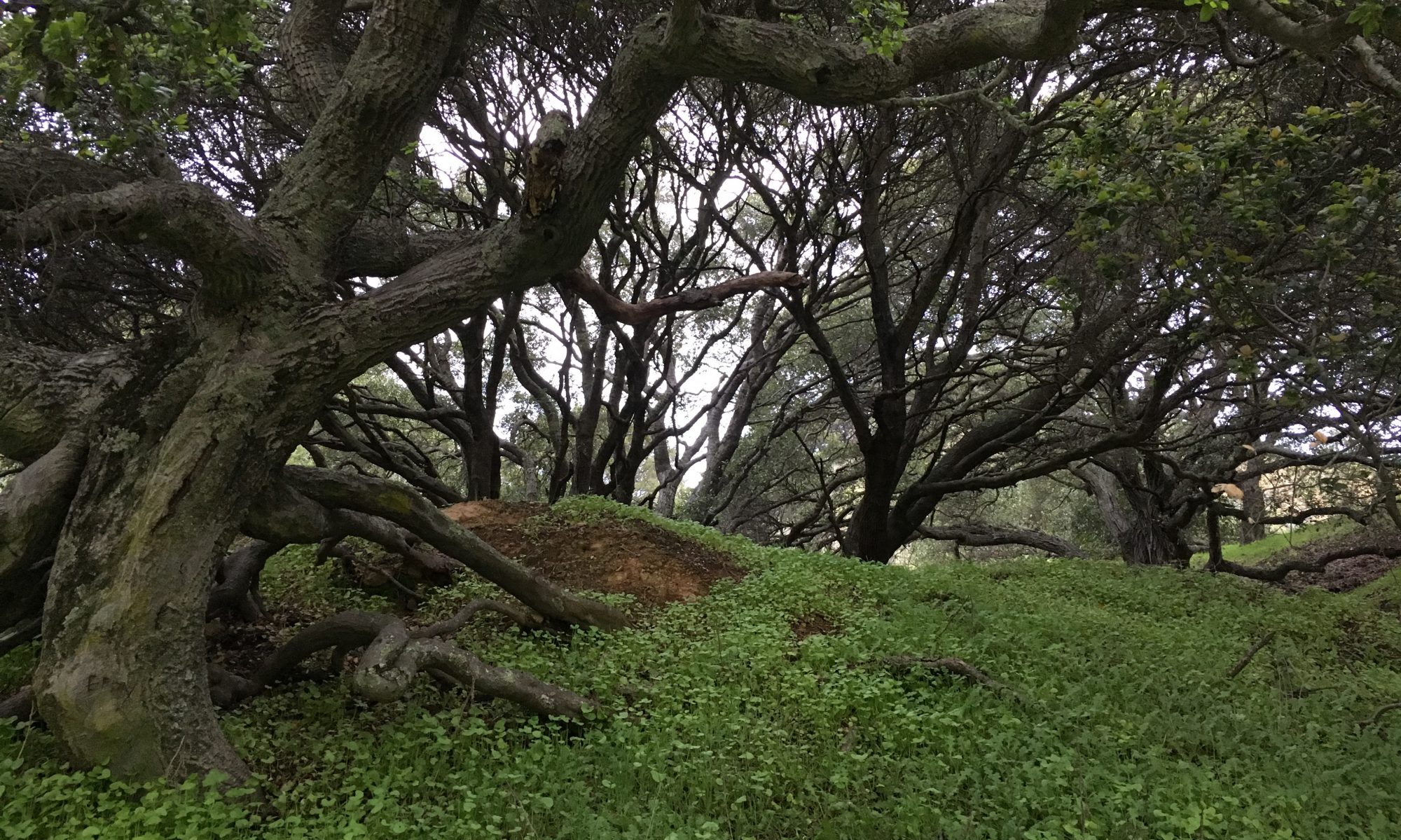 Suzanne Soshea Design